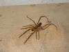 charlie-camelspider5