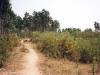 Looking east from the LZ area, 1999