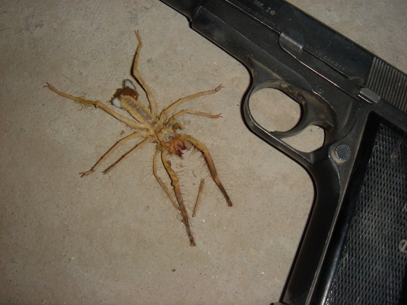 'Pet' camel spider. Embedded with SOF at Observation Post near Lash kar Gar, Afghanistan, Apr 2007. (Courtesy Alex Quade)