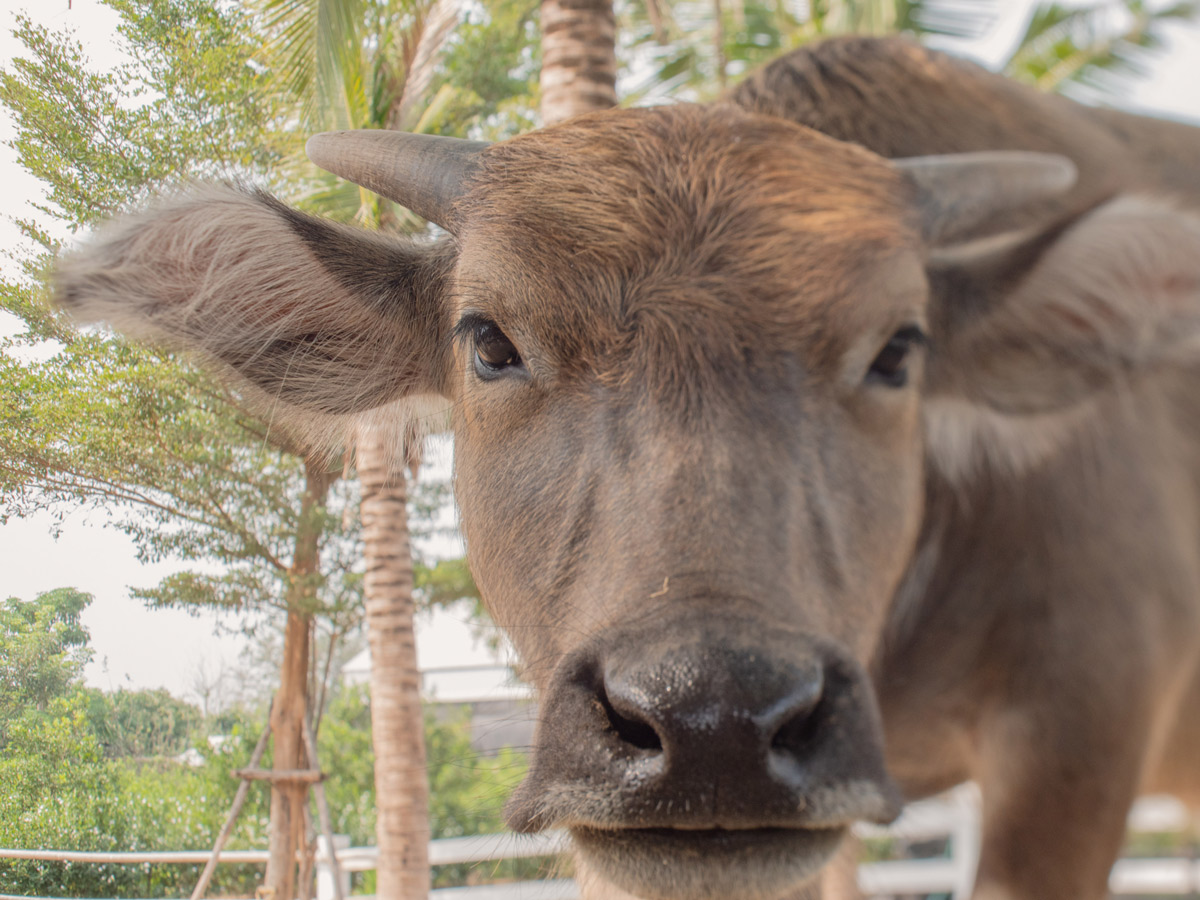 cute young water buffalo